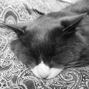 Meet your Posher, Benedict